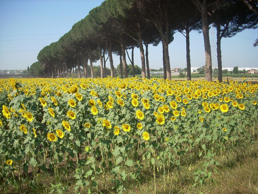 Agriturismo Pantano Borghese Monte Compatri Номер фото